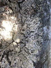 Hypogymnia rugosa