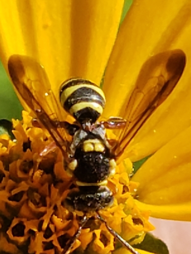 Texas Nomad Bee photo 2