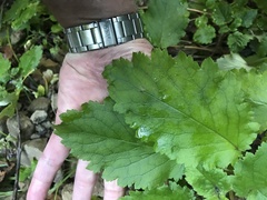 Jovellana sinclairii