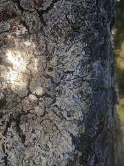 Hypogymnia rugosa