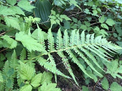 Oreopteris quelpartensis