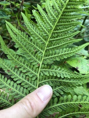 Oreopteris quelpartensis