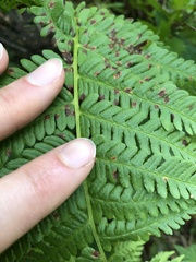 Oreopteris quelpartensis