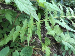 Oreopteris quelpartensis