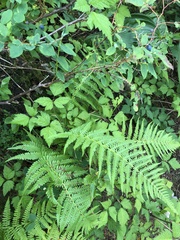 Oreopteris quelpartensis