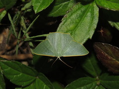 Thalassodes immissaria