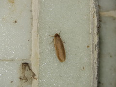 Danielithosia immaculata