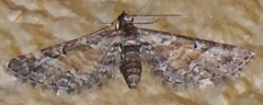 Eupithecia palpata