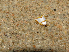 Titulcia confictella