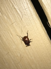 Eucanthus lazarus