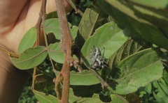 Dendryphantes
