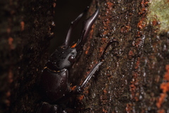 Dorcus rectus rectus