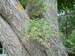 Cotoneaster divaricatus