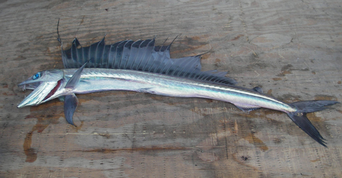 Longnose Lancetfish