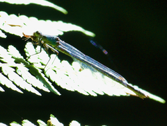 Ischnura cervula