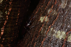 Dorcus rectus rectus