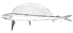 Shortnose Lancetfish photo 2