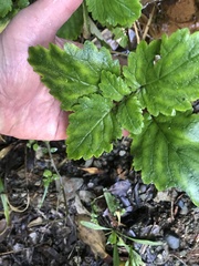 Jovellana sinclairii