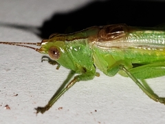 Conocephalus cinereus