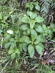 Jovellana sinclairii