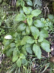 Jovellana sinclairii