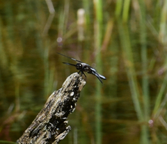 Libellula forensis