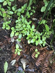 Jovellana sinclairii