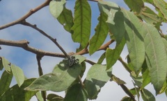 Dendryphantes