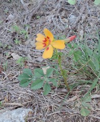 Cochlospermum wrightii