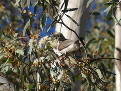 Philemon citreogularis