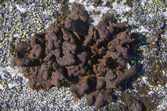 Umbilicaria hyperborea