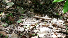 Sceloporus chrysostictus