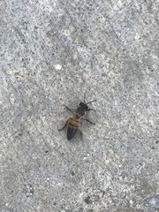 Apis mellifera