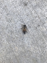 Apis mellifera