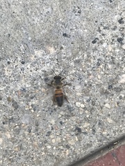 Apis mellifera