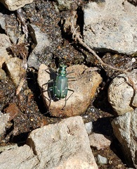 Cicindela depressula
