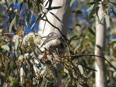 Philemon citreogularis