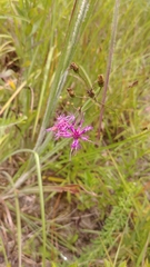 Vernonia texana