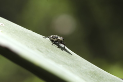 Peltophorus polymitus