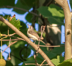 Vireo gilvus