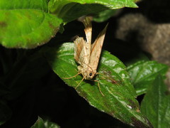Zeheba aureata