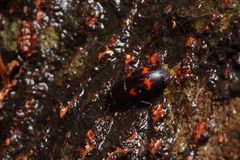 Glischrochilus japonius