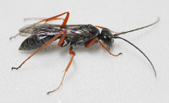 Auplopus mellipes