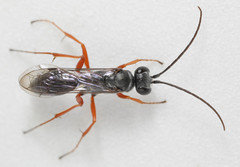 Auplopus mellipes