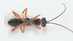 Auplopus mellipes