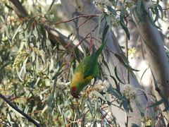Glossopsitta concinna