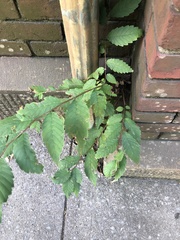 Ulmus