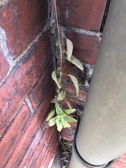 Parietaria pensylvanica