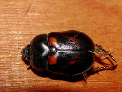 Oryctomorphus bimaculatus