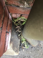 Parietaria pensylvanica